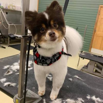 DESHEDDING