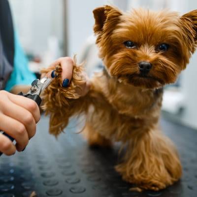 DOG NAIL CLIPPING