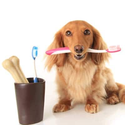 DOG TEETH BRUSHING